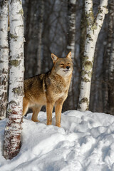 Fototapeta premium Coyote (Canis latrans) Looks SIde Eye Next to Birch Trees Winter