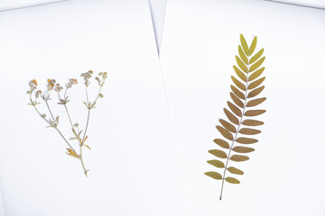 Collection of dried plants, herbarium in paper albums.