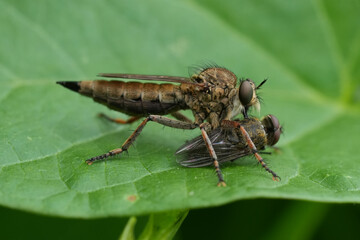 Detailed closeup on a Brown Heath Robberfly, Tolmerus cingulatus, eating predating on another fly in the garden