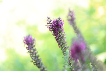 pink petals with beautiful green background, gamander flower, violet blossoms and sunny background, Teucrium  flower