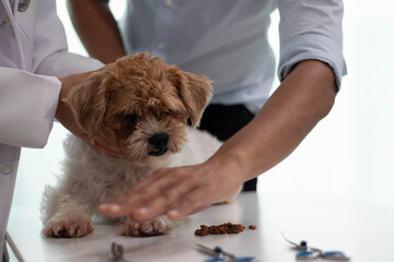 At the veterinary clinic, a young Asian woman, a Panshi Tzu puppy, sits on the examination table. A veterinarian will assess the health of an unhealthy dog ​​through a professional veterinary examinat