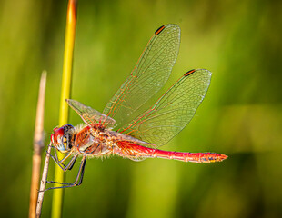 dragonfly on a branch