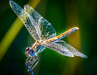 dragonfly on a branch