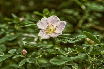 pink and white flower