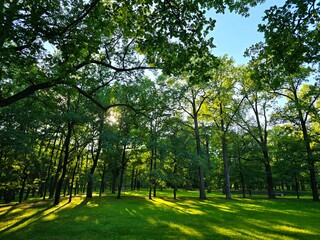 trees in the park