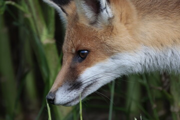 fuchs wildtier schweiz nahaufnahme schnauzhaare