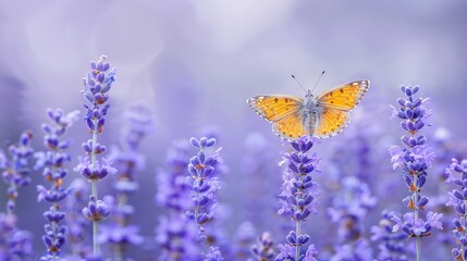 Naklejka premium A yellow butterfly rests on a purple flower, surrounded by a cluster of purple blossoms, on a sunlit day