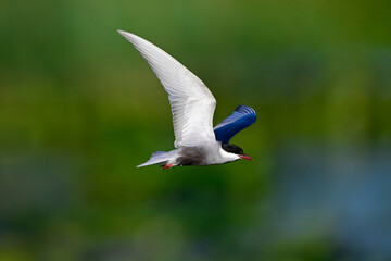 Weißbart-Seeschwalbe // Whiskered tern  (Chlidonias hybrida) - Skutarisee, Motenegro