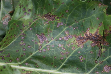Cercospora leaf spot (Cercospora beticola). Symptoms of disease in form of dry spots on green leaf...