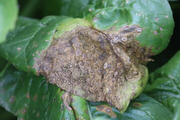 Cercospora leaf spot (Cercospora beticola). Symptoms of disease in form of dry spots on green leaf...