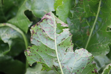 Cercospora leaf spot (Cercospora beticola). Symptoms of disease in form of dry spots on green leaf...