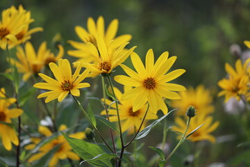 Yellow flowers of Jerusalem artichoke plant or Helianthus tuberosus in summer garden