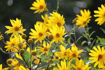 Yellow flowers of Jerusalem artichoke plant or Helianthus tuberosus in summer garden