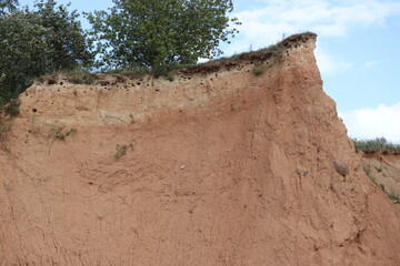 Holes of European sand martin or bank swallow in the sandy cliff