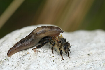 Bizarre closeup on a slug tryingto overpower a European honeybee, Apis mellifera in the garden