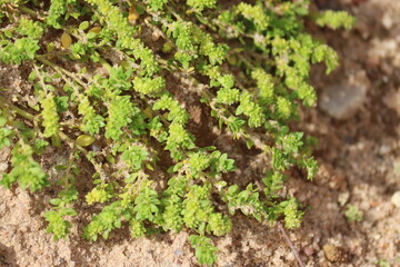 Smooth rupturewort (Herniaria glabra) plant in wild nature