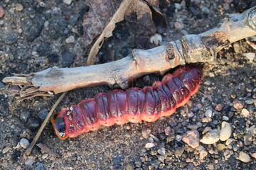 Caterpillar of goat moth (Cossus cossus) in wild nature