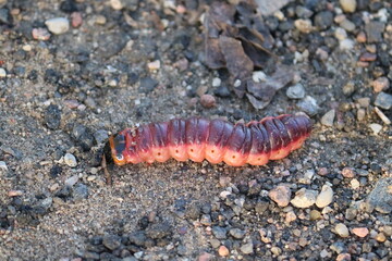 Caterpillar of goat moth (Cossus cossus) in wild nature