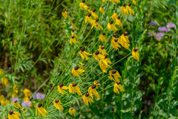 Yellow Cone Flowers Blowing In The Wind In The Native Plant Garden In De Pere, Wisconsin, In Summer