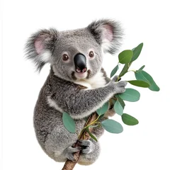 Gardinen Watercolor Portrait of a Cute Koala Clinging to a Branch © adince