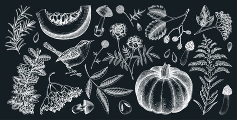 Hand drawn autumn illustrations. Vintage botanical drawings. Fall leaves, pumpkins, mushrooms, and birds sketches. Thanksgiving day design elements. NOT AI generated