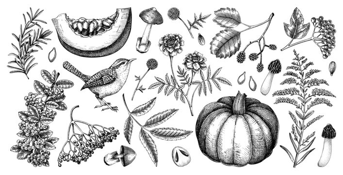 Hand drawn autumn illustrations. Vintage botanical drawings. Fall leaves, pumpkins, mushrooms, and birds sketches. Thanksgiving day design elements. NOT AI generated