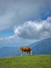 cows on the meadow in the mountains