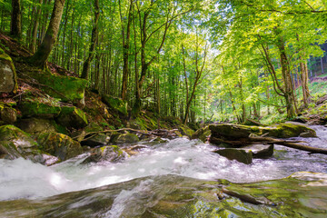Obraz premium river in the forest. summer landscape. water flows through beech woods