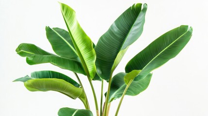 Obraz premium A vibrant potted banana plant with lush green leaves, isolated against a clean white background.