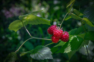 raspberry on a bush