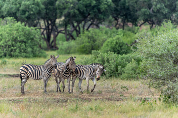 Zebra.  Plains zebra (Equus quagga, formerly Equus burchellii), also known as the common zebra walking around in a Game Reserve in the Tuli Block in Botswana.