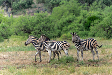Fototapeta premium Zebra. Plains zebra (Equus quagga, formerly Equus burchellii), also known as the common zebra walking around in a Game Reserve in the Tuli Block in Botswana.