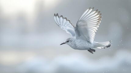 A beautiful seagull spreads its wings in flight against an overcast sky, displaying white feathers sharply.