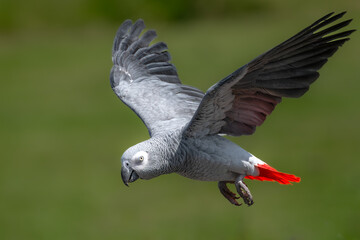 Grey Parrot (Psittacus erithacus) in Flight