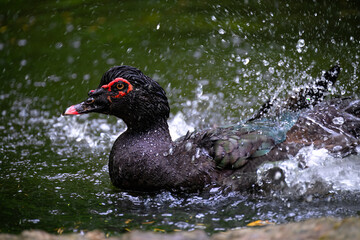 Muscovy Duck (Cairina moschata) Taking a Bath