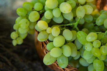 Bunch of white grapes in a basket on a wooden background.