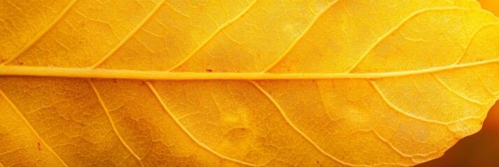 Obraz premium Close up yellow autumn leaf texture. Nature texture of leaf macro