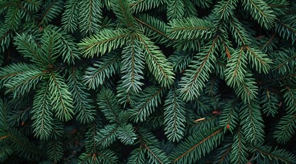 This view of vibrant green pine branches highlights their delicate needlelike leaves, inviting nature enthusiasts and photographers to admire its beauty and tranquility in the lush environment