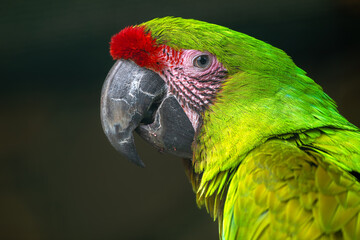 Portrait of a Great Green Macaw (Ara ambiguus)