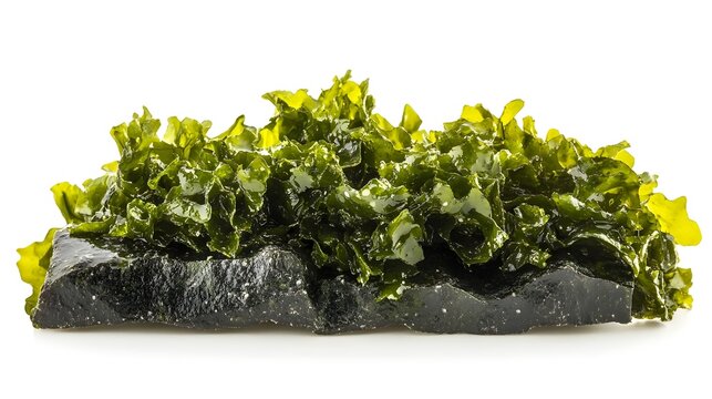 Artfully Displayed Nori Seaweed Porphyra yezoensis Porphyra tenera on White Background