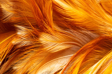 Macro brown feather,macro photo of brown hen feathers. background or textura,Chicken feather macro,background soft chicken feather color brown and orange © banjongseal324