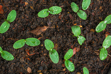 Close-up of seedlings,Fresh young green seedlings having just germinated in soil slowly rise above...