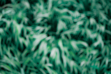 abstract blurred background of  grass plant