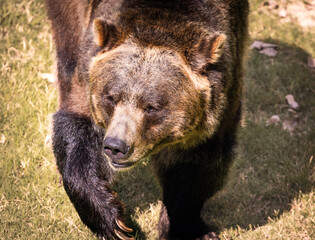 Grizzly Bear behavior in the morning at a zoo in Tennessee.