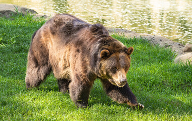 Fototapete bei efototapeten.de bestellen   