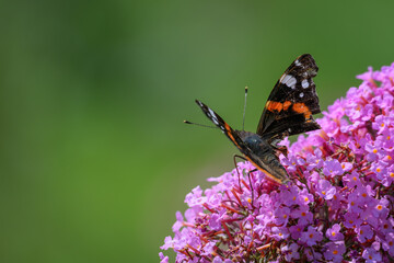 Butterfly admiral butterfly on a David's cumulus flower.