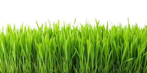 Fototapeta premium Vibrant green grass isolated on white background, Lush, grassy, fresh, vibrant, greenery, isolated, white background, natural