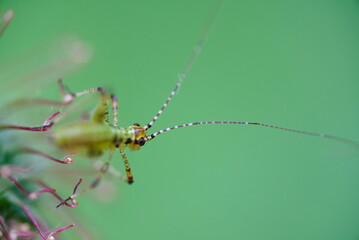 close up of a katydid on a branch