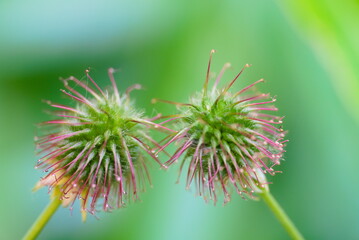 a pair of wood avens