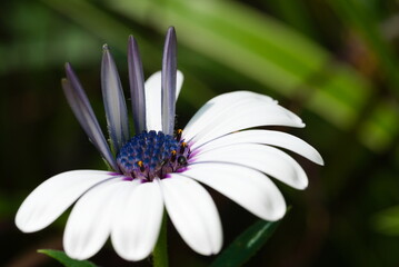 close up of amazing blooming flower